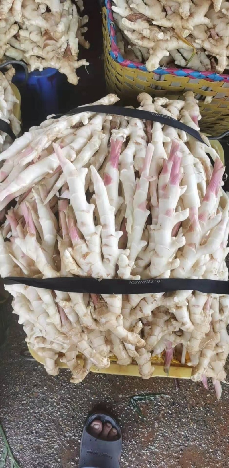 嫩姜子姜广西大量有货