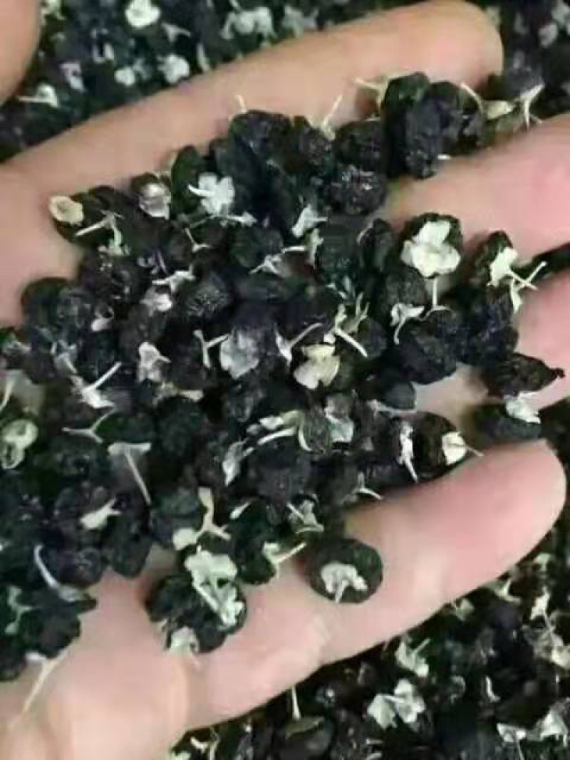 特此推荐瓜州精品黑枸杞，一手货源农户，可代办形式