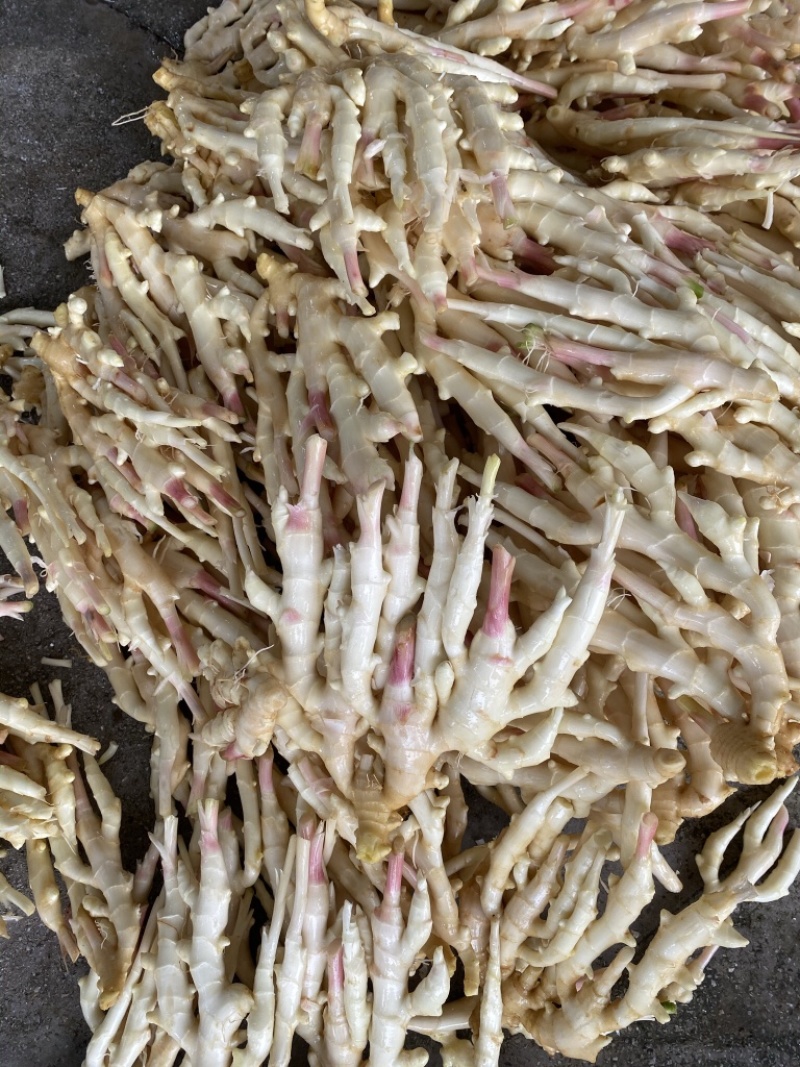 嫩姜子姜广西大量有货