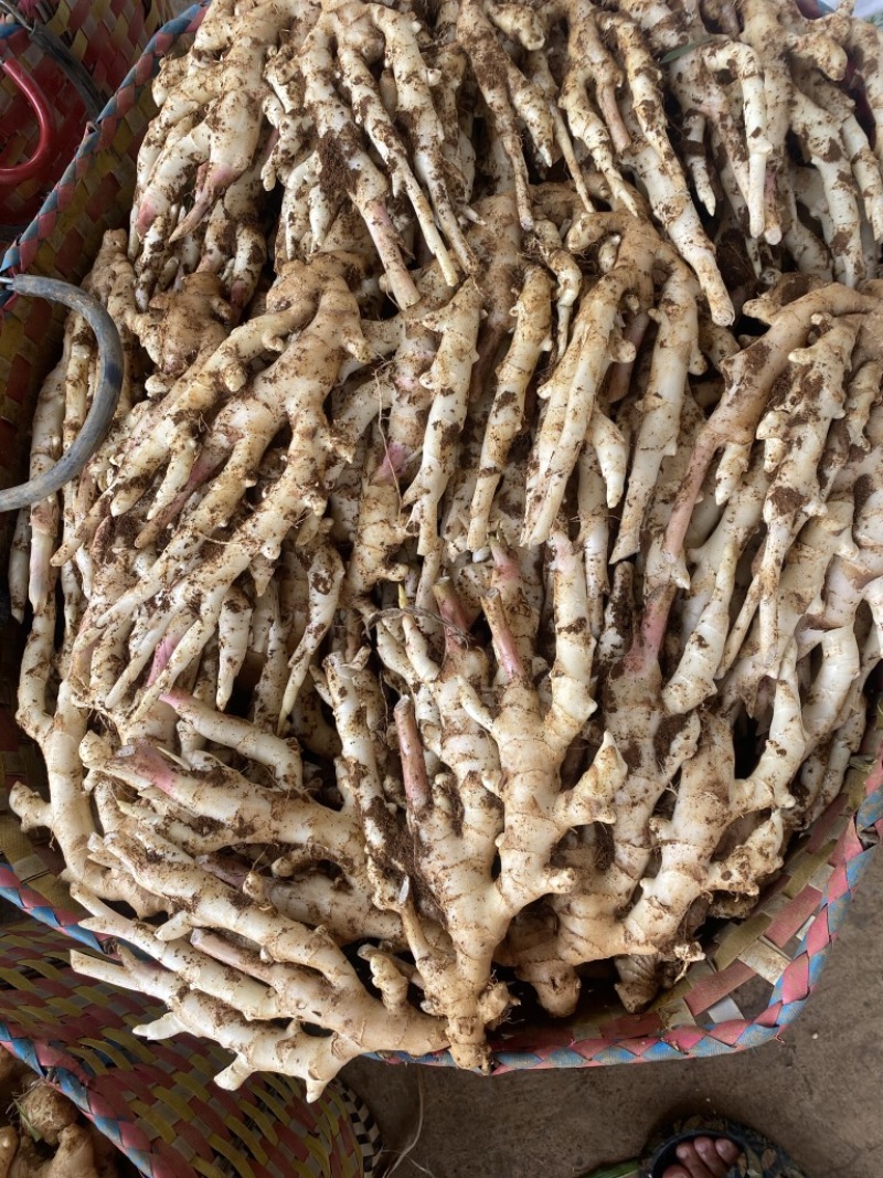 嫩姜子姜广西大量有货