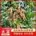 木豆草种子木豆种子灌木种子园林绿化食用饲料草籽多年生灌木