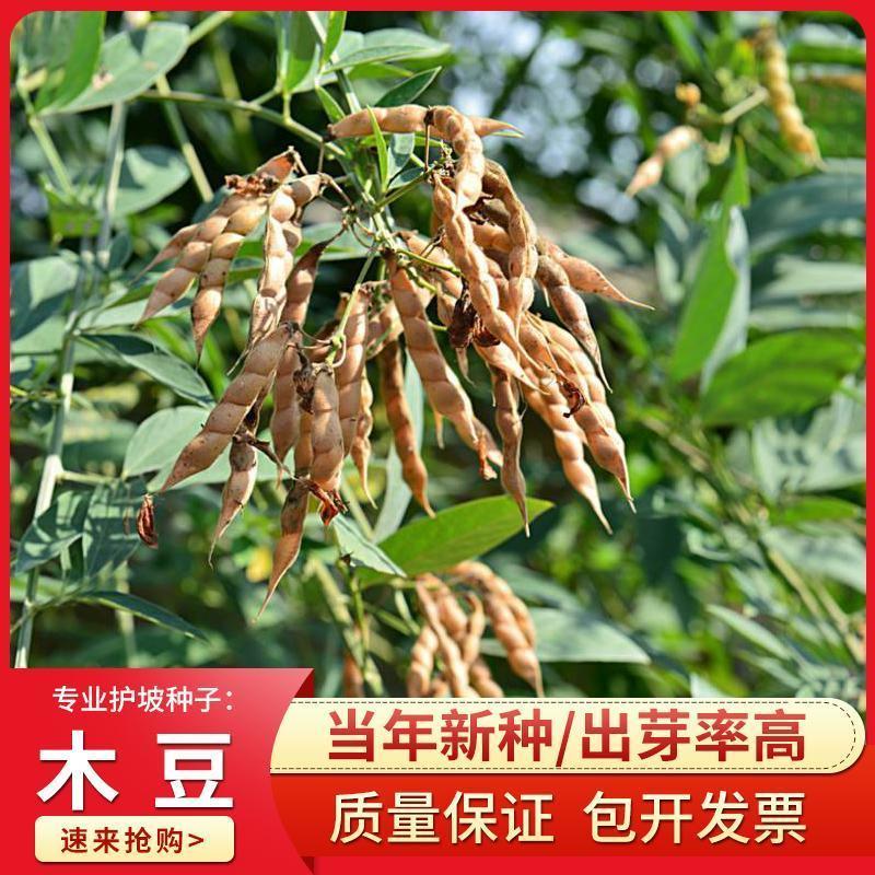 木豆草种子木豆种子灌木种子园林绿化食用饲料草籽多年生灌木
