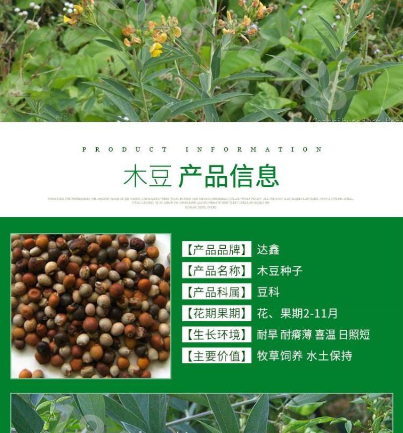 木豆草种子木豆种子灌木种子园林绿化食用饲料草籽多年生灌木