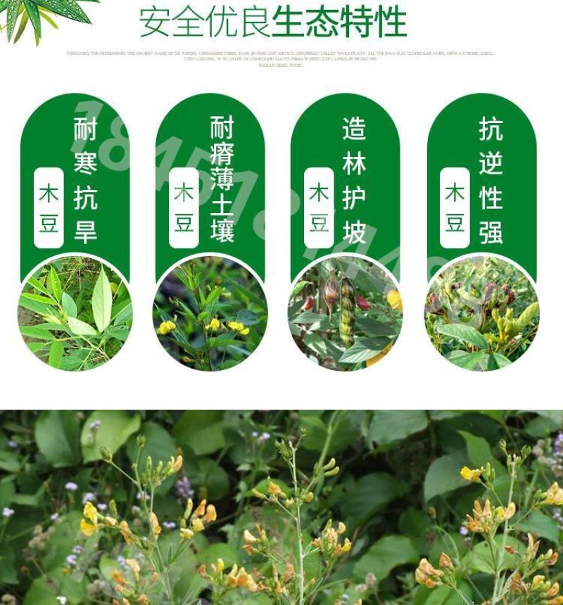 木豆草种子木豆种子灌木种子园林绿化食用饲料草籽多年生灌木