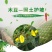 木豆草种子木豆种子灌木种子园林绿化食用饲料草籽多年生灌木