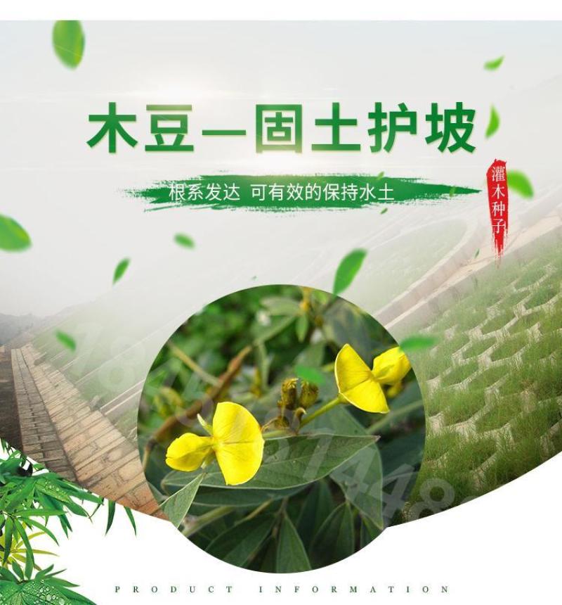 木豆草种子木豆种子灌木种子园林绿化食用饲料草籽多年生灌木