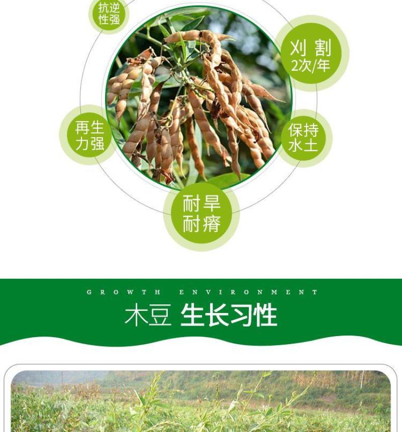 木豆草种子木豆种子灌木种子园林绿化食用饲料草籽多年生灌木