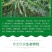 木豆草种子木豆种子灌木种子园林绿化食用饲料草籽多年生灌木
