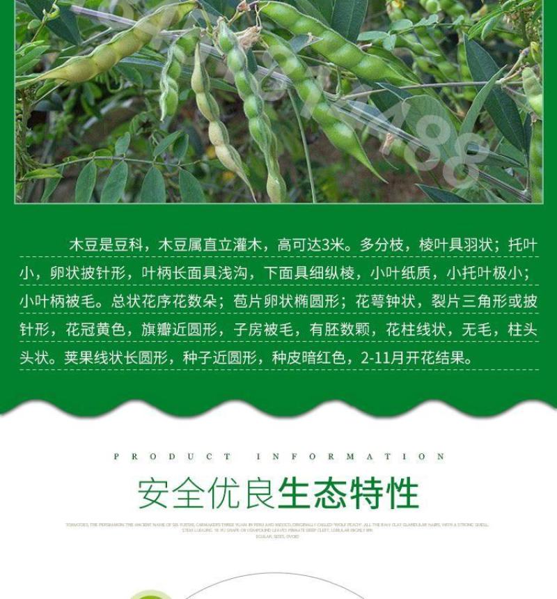 木豆草种子木豆种子灌木种子园林绿化食用饲料草籽多年生灌木