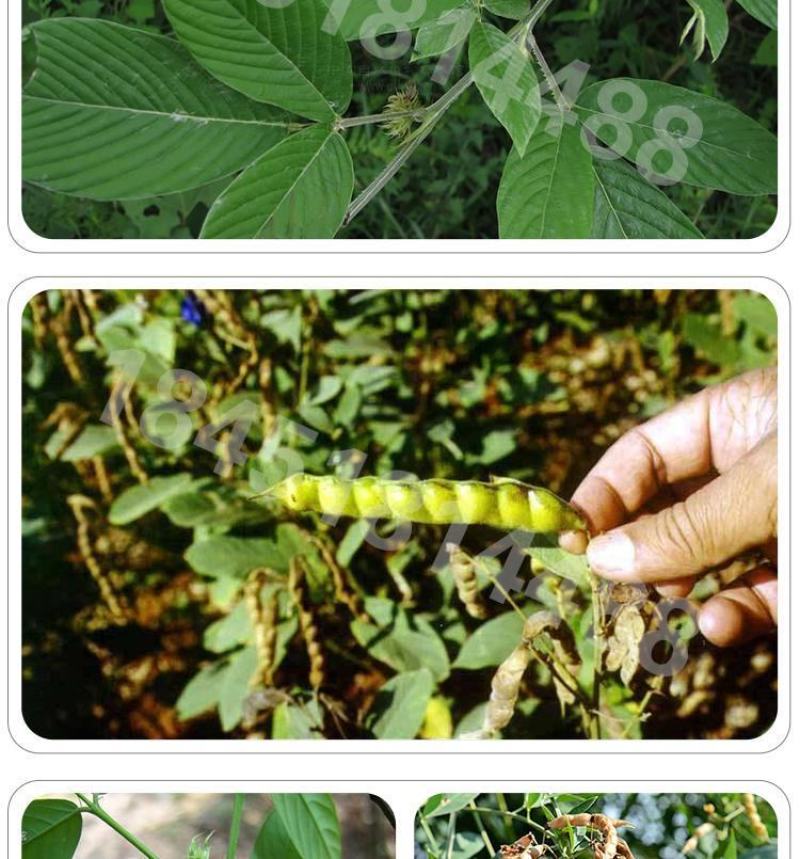 木豆草种子木豆种子灌木种子园林绿化食用饲料草籽多年生灌木