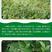 木豆草种子木豆种子灌木种子园林绿化食用饲料草籽多年生灌木