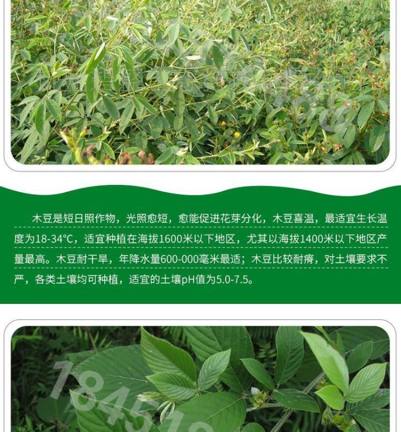木豆草种子木豆种子灌木种子园林绿化食用饲料草籽多年生灌木