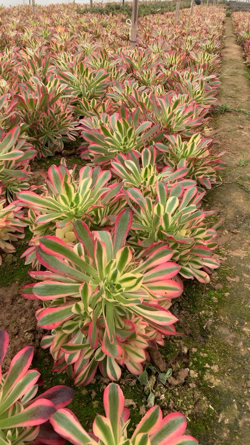 多肉植物法师法师基地，粉女巫尺寸大状态好！法师基地直供