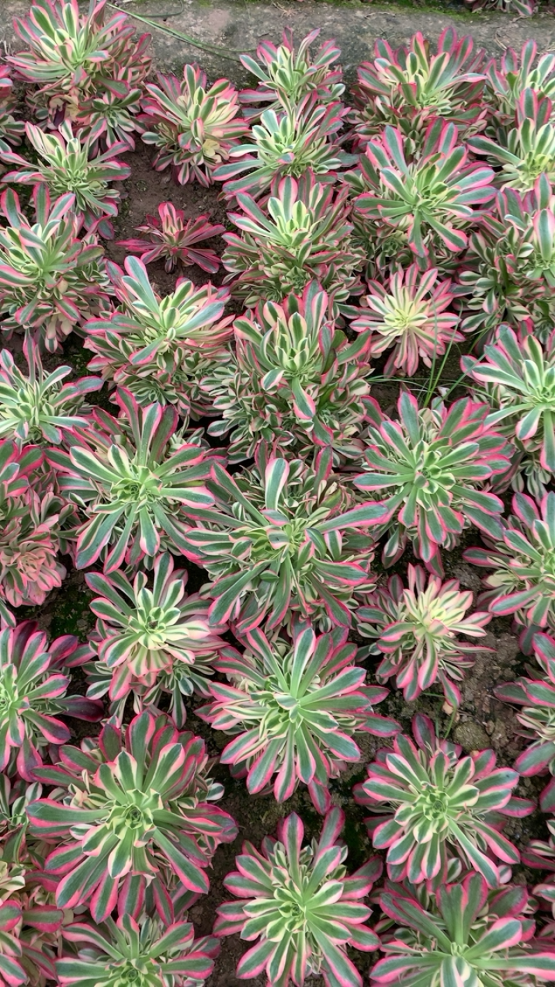 多肉植物法师法师基地，粉女巫尺寸大状态好！法师基地直供