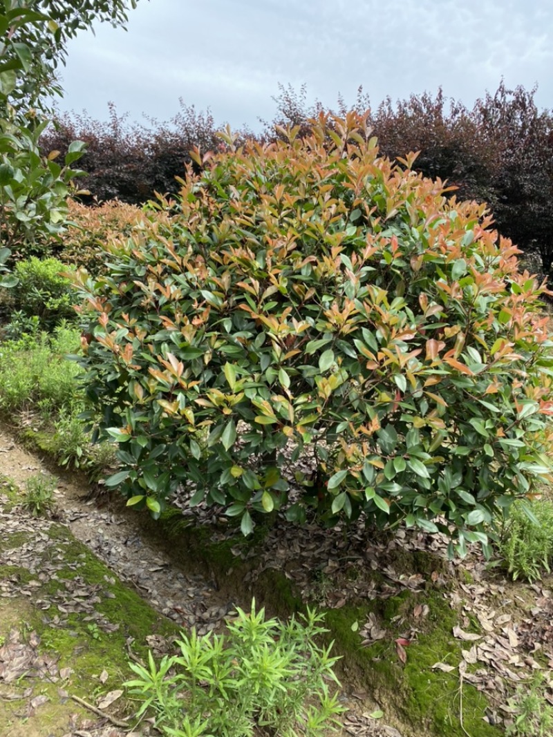 红叶石楠球