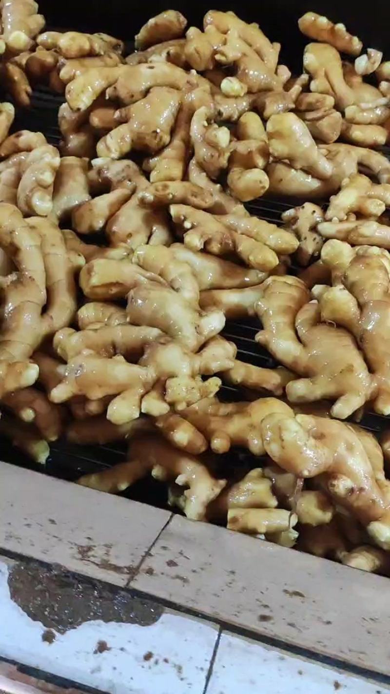 山东万亩优质新姜红芽姜大量上市各种生姜大量批发