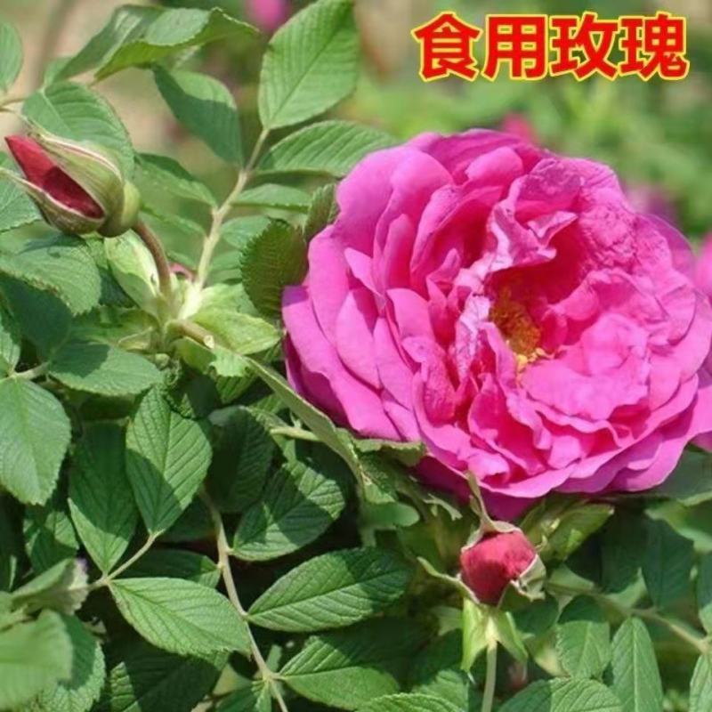 正宗食用玫瑰花苗紫枝玫瑰四季玫瑰四季开花盆栽玫瑰浓香