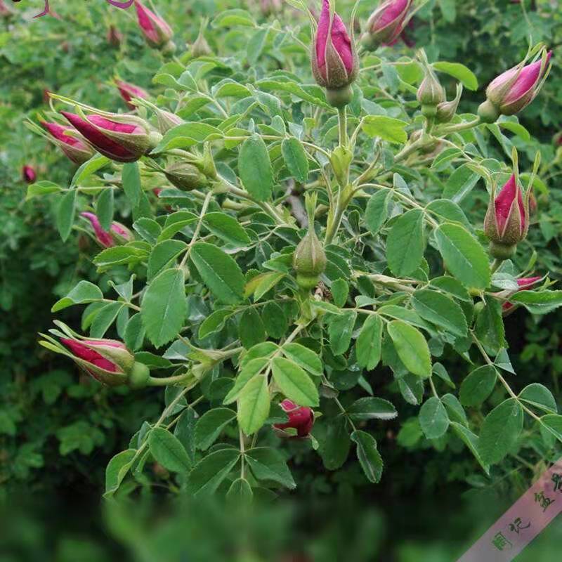 正宗食用玫瑰花苗紫枝玫瑰四季玫瑰四季开花盆栽玫瑰浓香
