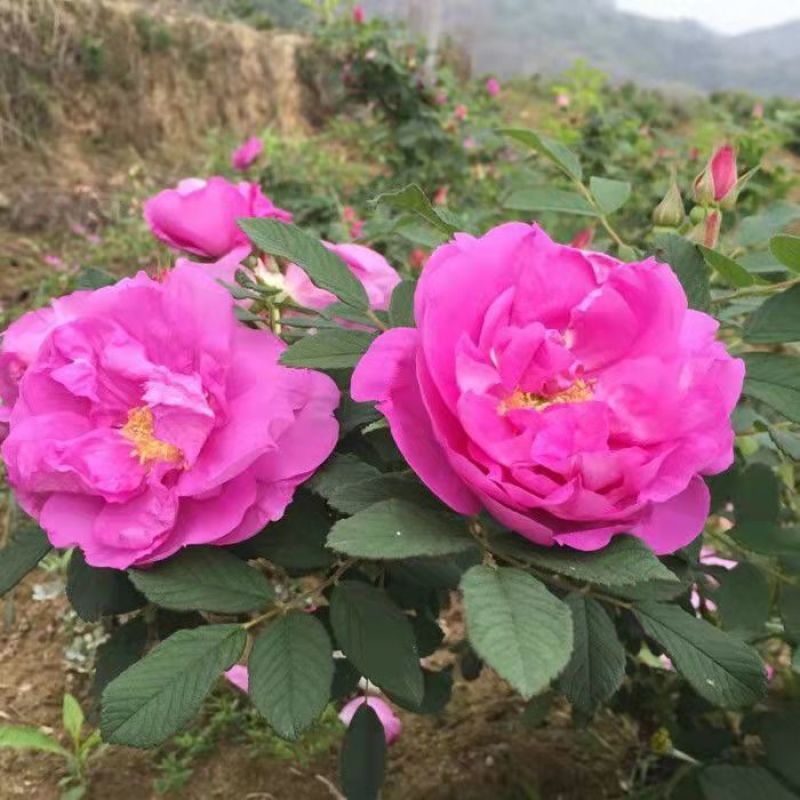 正宗食用玫瑰花苗紫枝玫瑰四季玫瑰四季开花盆栽玫瑰浓香