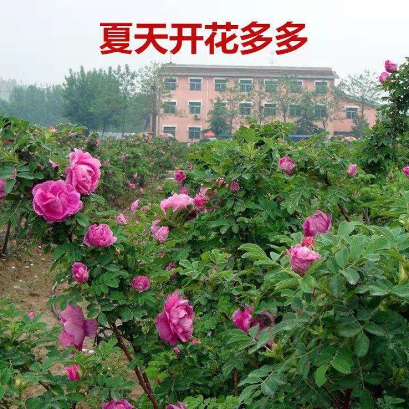 正宗食用玫瑰花苗紫枝玫瑰四季玫瑰四季开花盆栽玫瑰浓香