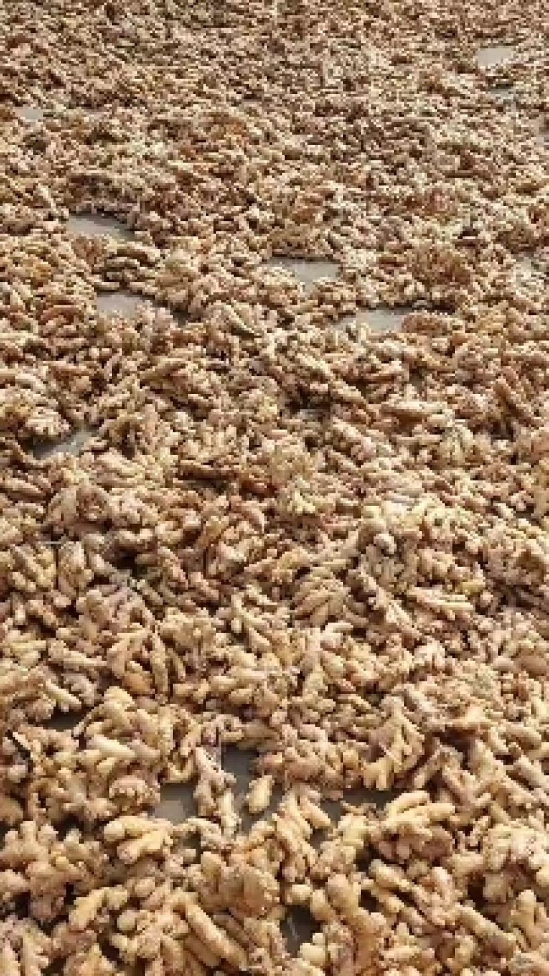 山东优质小黄姜3两以上带土泥姜，风干姜