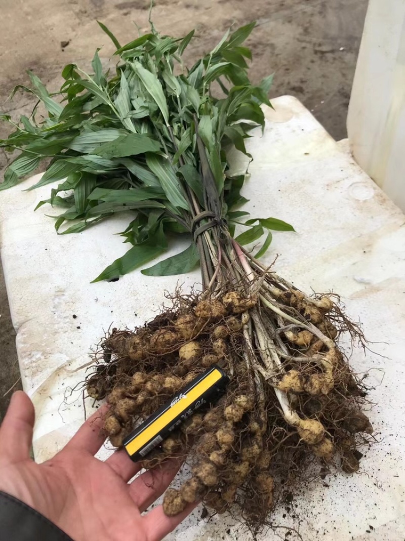 黄精苗老虎姜苗黄精苗