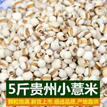 产地贵州小薏米新货农家薏仁米薏米仁五谷杂粮粗粮批发包邮