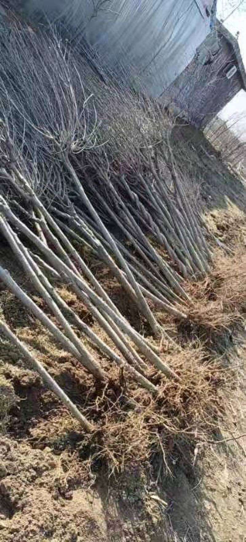 精品木槿花苗，基地直发南北方种植，包技术指导