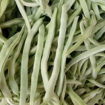 芸豆，精品芸豆大量上市，品质保证，货量充足，欢迎新老客户