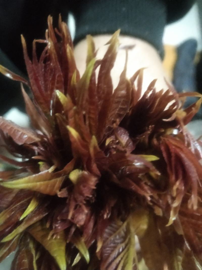 露天红油香椿，价格波动大，依当天价格为准，不支持一件代发
