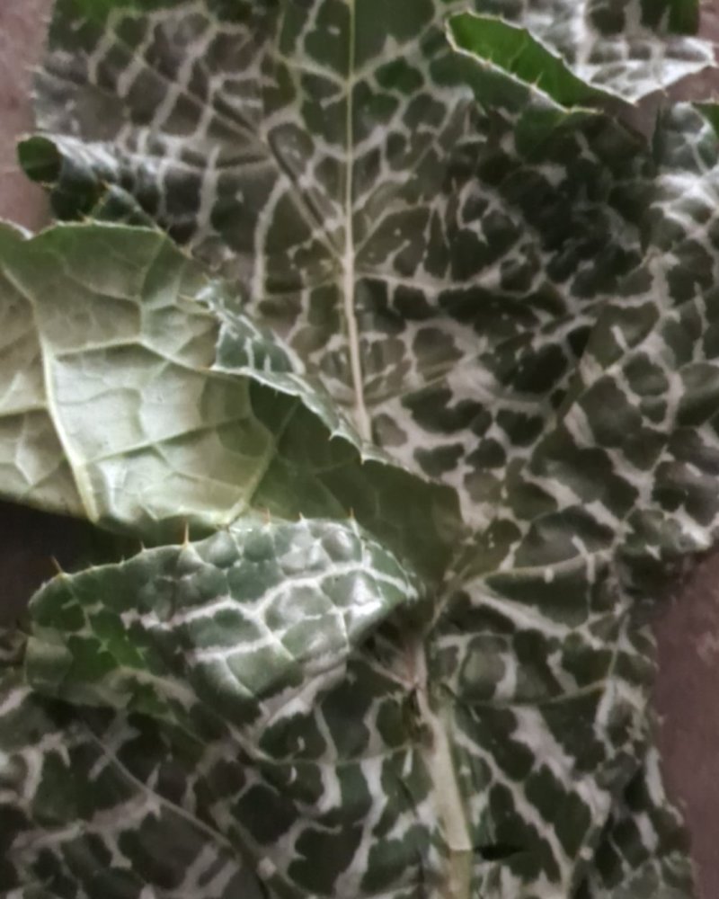 草药