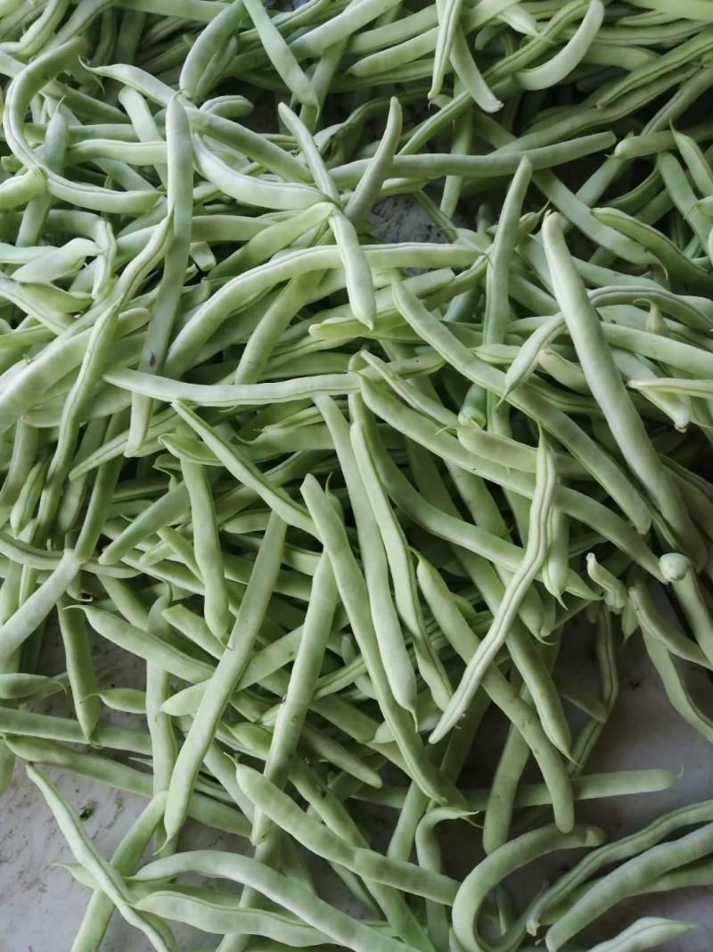 芸豆，精品芸豆大量上市，品质保证，货量充足，欢迎新老客户