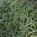 芸豆，精品芸豆大量上市，品质保证，货量充足，欢迎新老客户