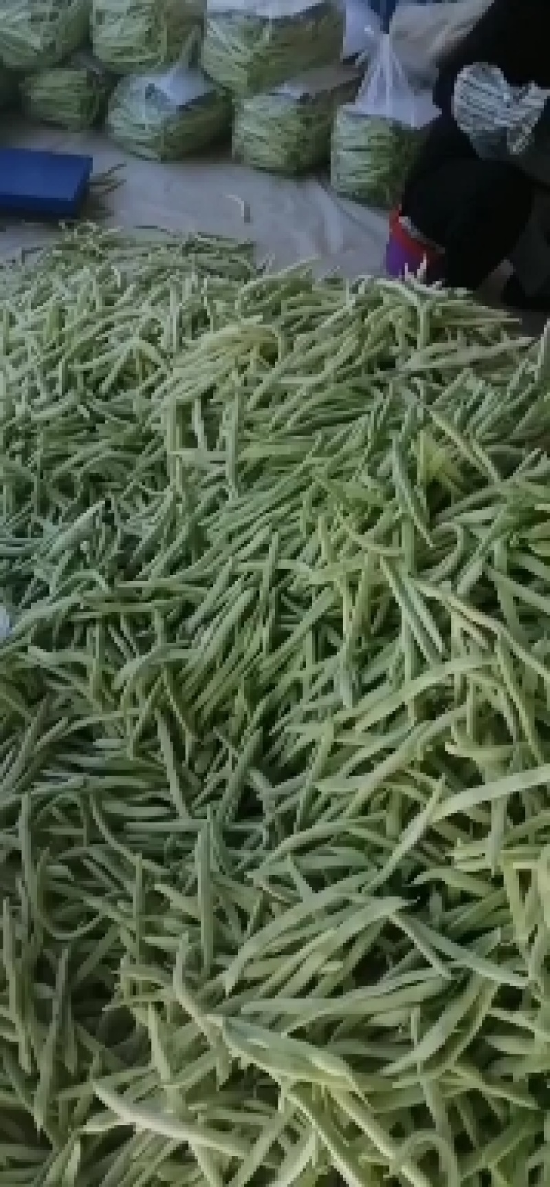 芸豆，精品芸豆大量上市，品质保证，货量充足，欢迎新老客户