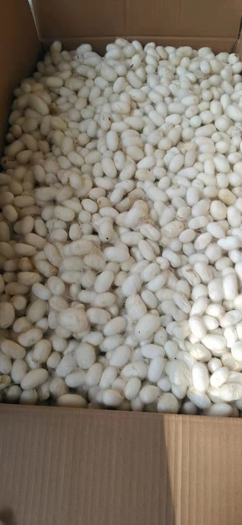天然完整桑蚕茧无硫统货