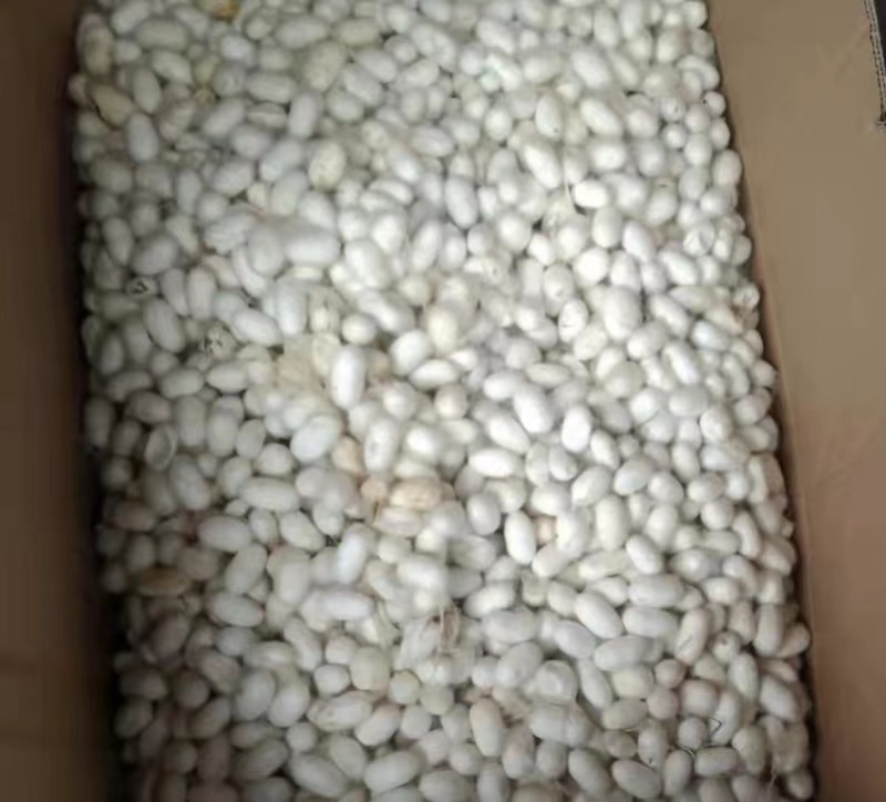 天然完整桑蚕茧无硫统货