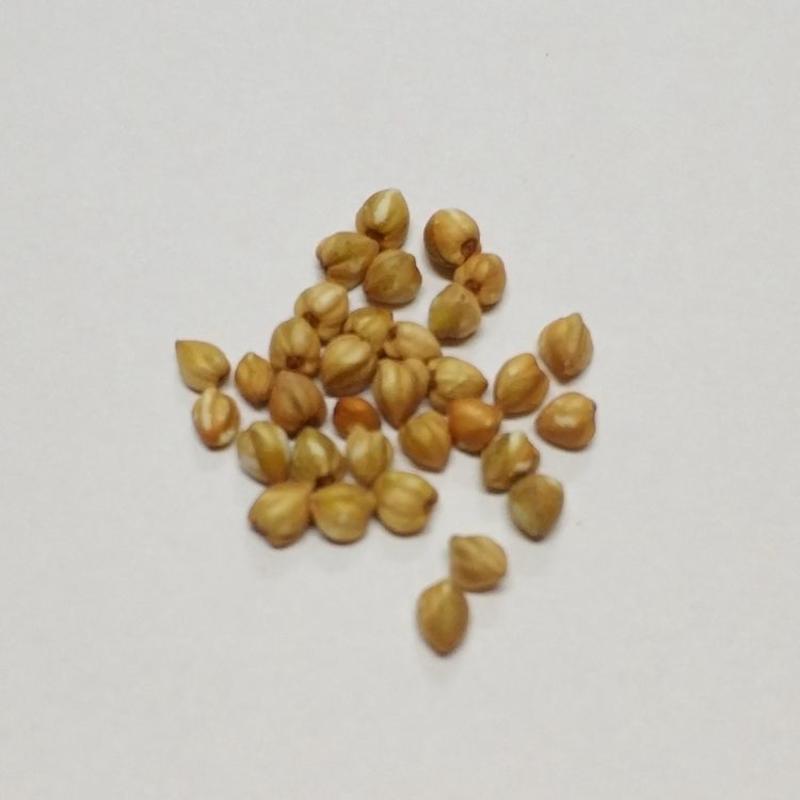 云南西盟佤山米荞特产荞麦米纯杂粮全胚芽可批发米苦荞米包邮