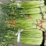 陕西汉中洋县蒜苔大量上市有需要的朋友请快来联系