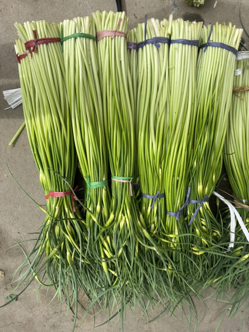 陕西汉中洋县蒜苔大量上市有需要的朋友请快来联系