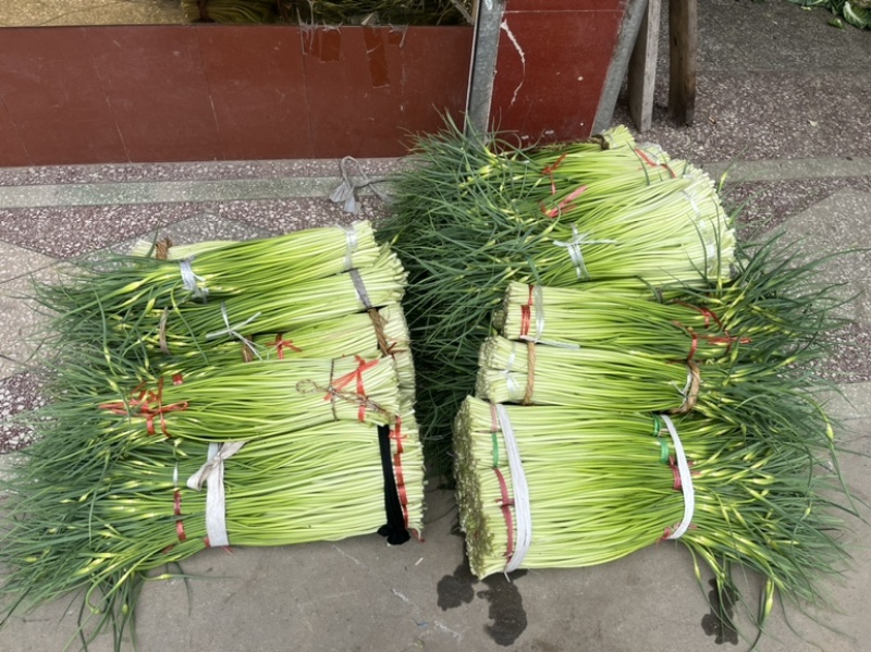 陕西汉中洋县蒜苔大量上市有需要的朋友请快来联系