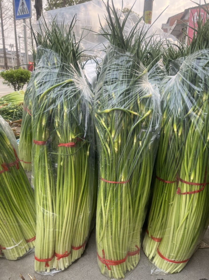 陕西汉中洋县蒜苔大量上市有需要的朋友请快来联系