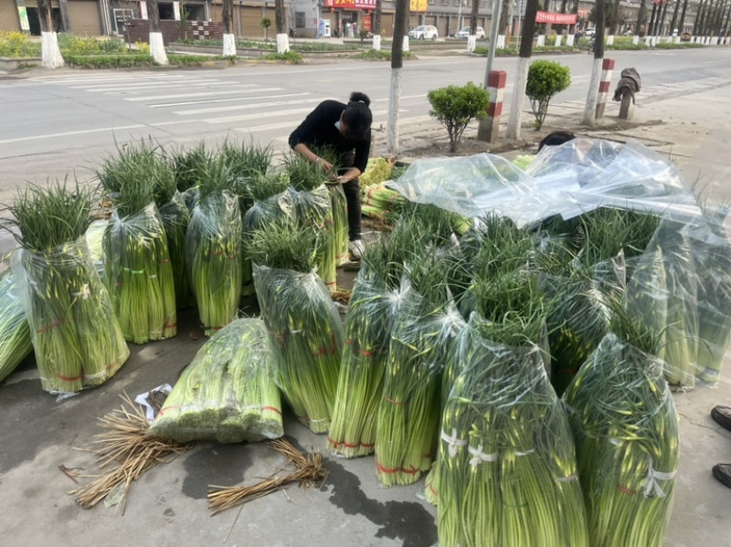 陕西汉中洋县蒜苔大量上市有需要的朋友请快来联系