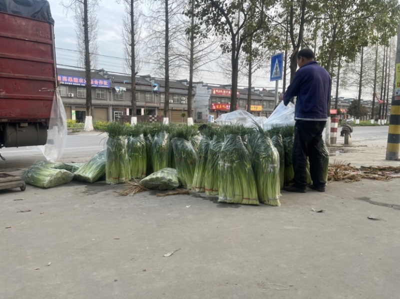 陕西汉中洋县蒜苔大量上市有需要的朋友请快来联系