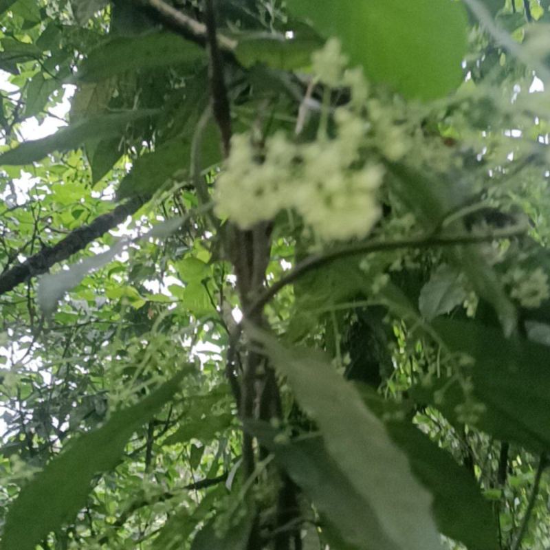 地苦胆种子，待预售期间。
