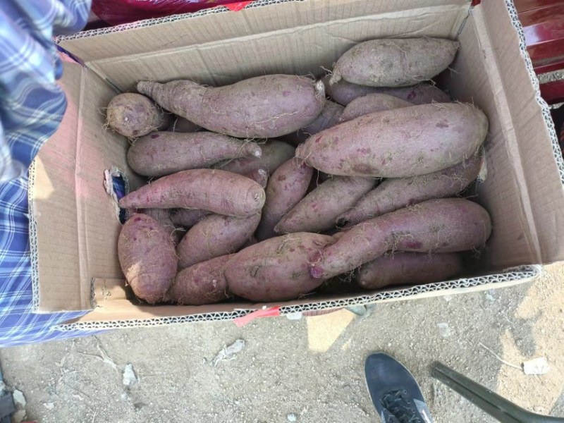 山东紫薯基地直供货源充足对接时长商超量大从优