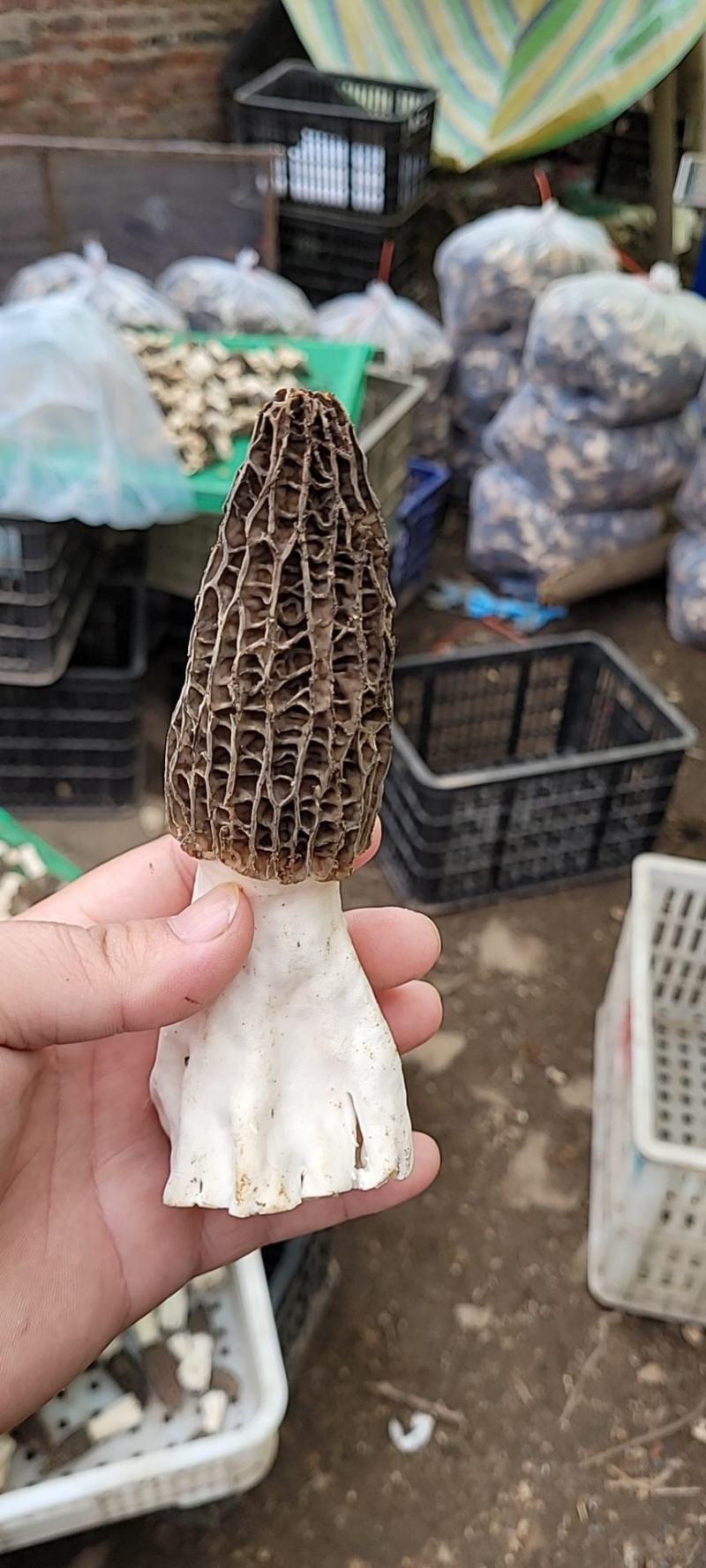 品名羊肚菌，品种七魅，哄干货源，干货有六百斤左右