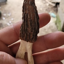 品名羊肚菌，品种七魅，哄干货源，干货有六百斤左右