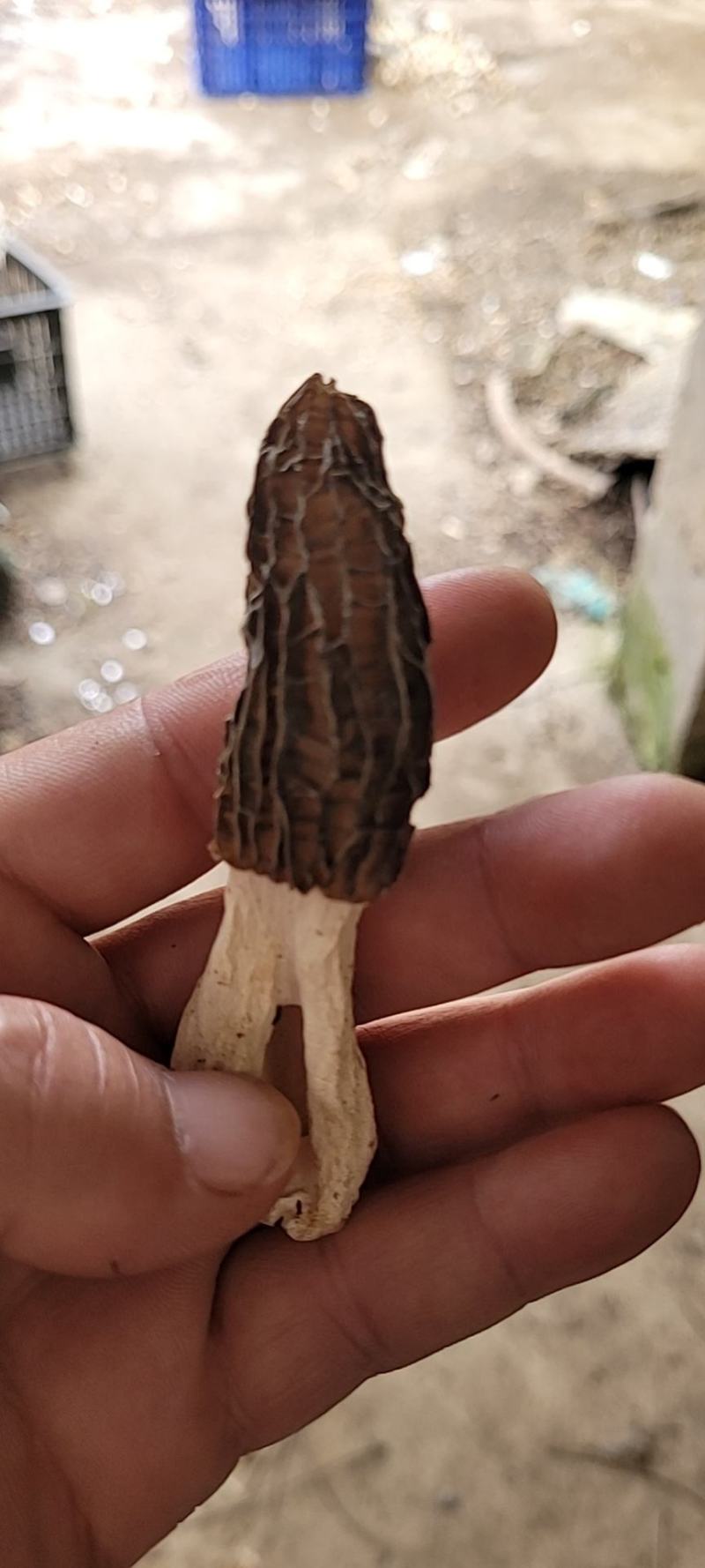 品名羊肚菌，品种七魅，哄干货源，干货有六百斤左右