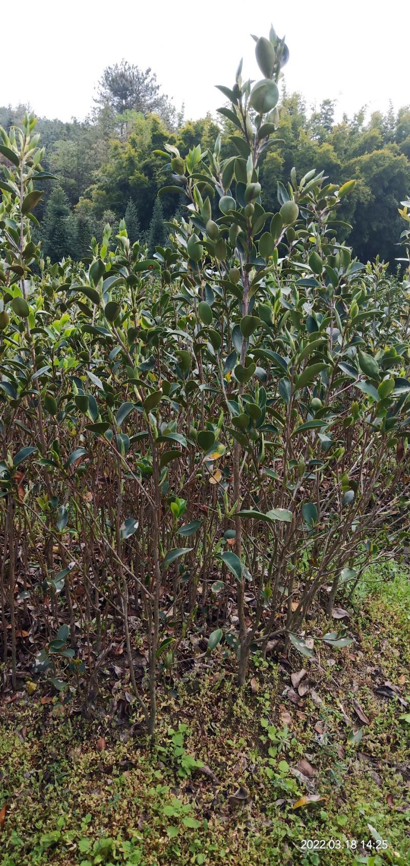 两年生直生油茶苗
