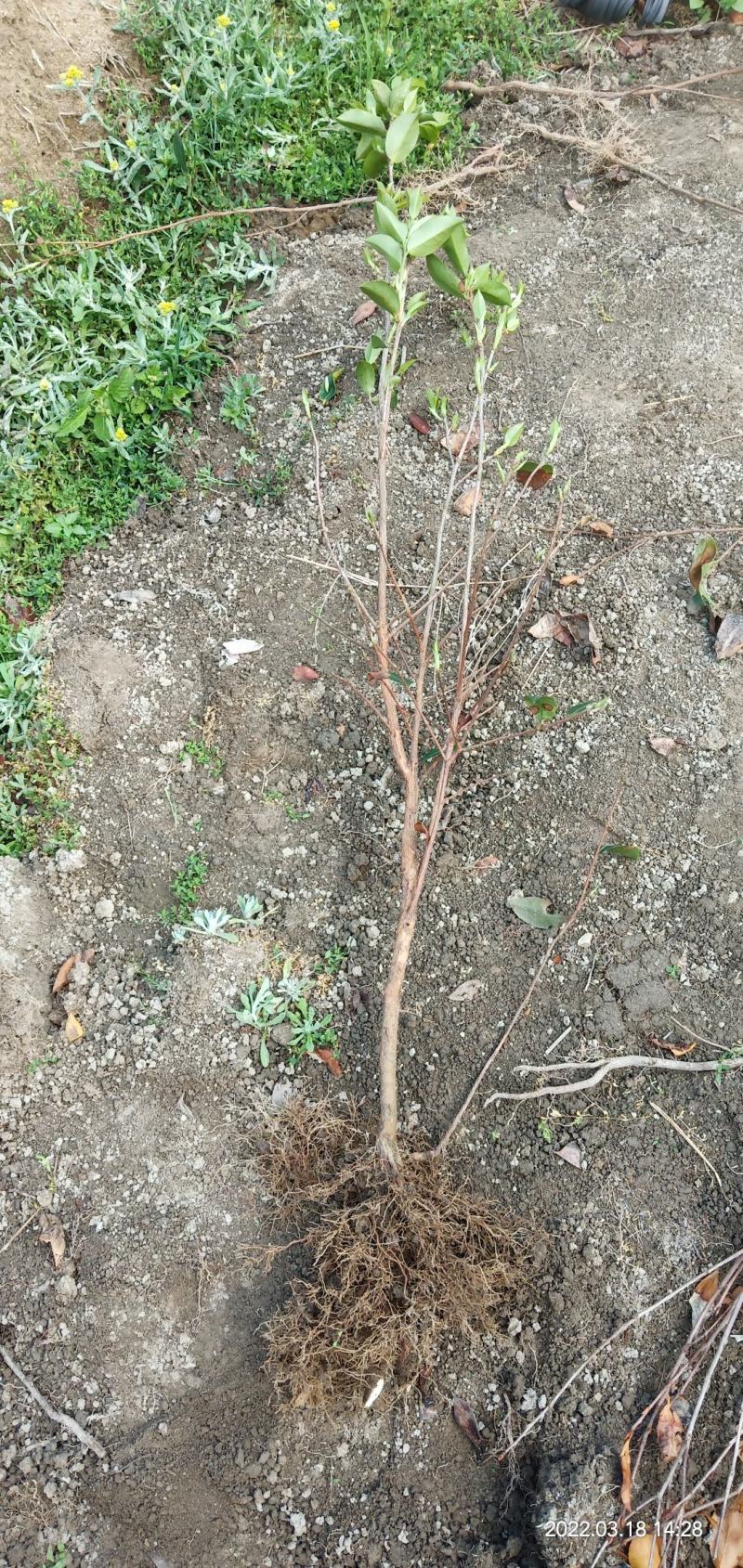 两年生直生油茶苗